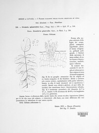 Ramularia sphaeroidea image